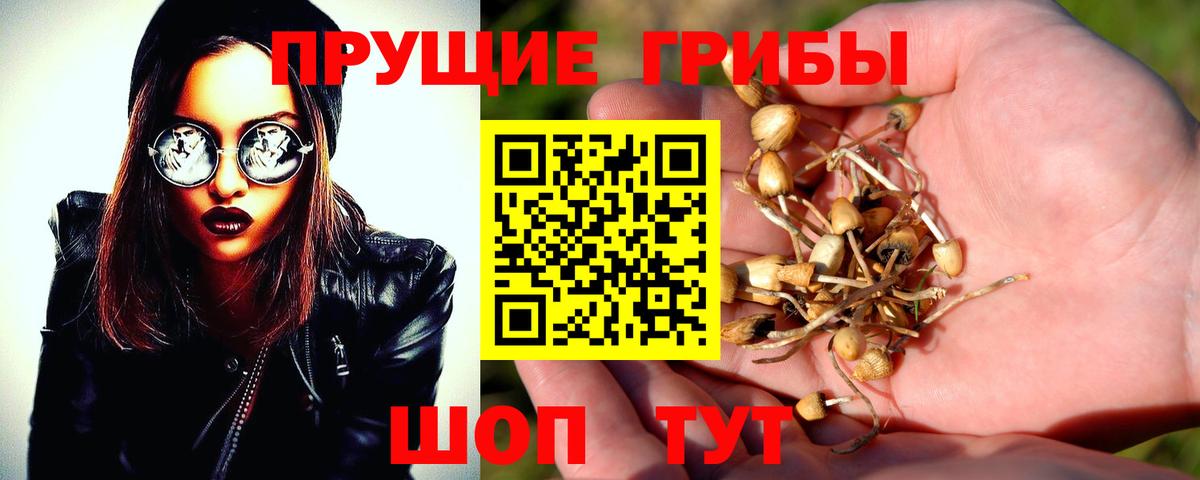 Псилоцибиновые грибы Cubensis Новокуйбышевск